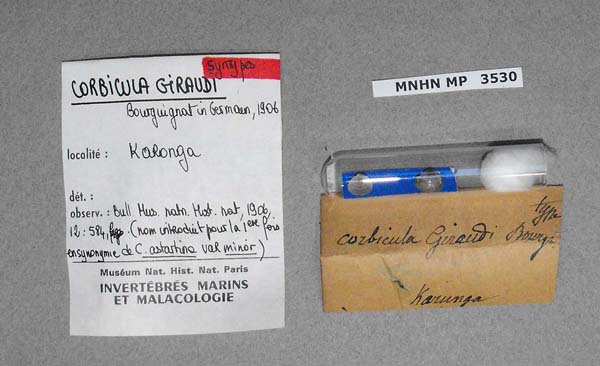 image of lot MNHN_MP_3530