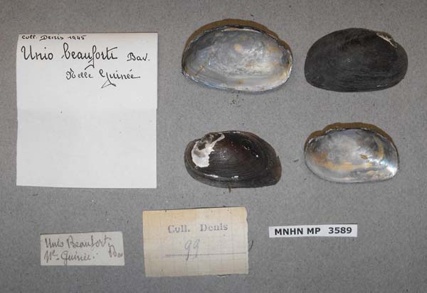 image of lot MNHN_MP_3589