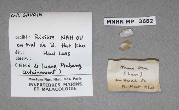 image of lot MNHN_IM-2014-6878