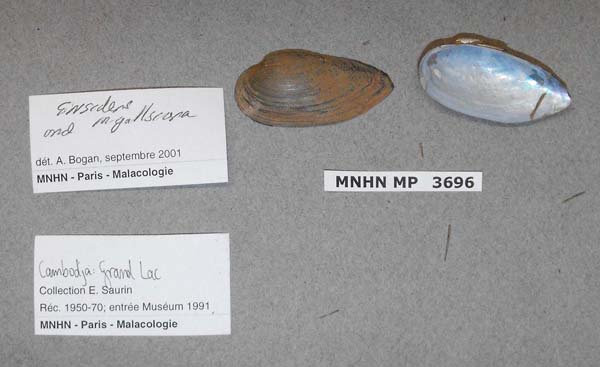 image of lot MNHN_MP_3696