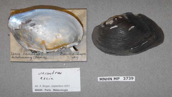 image of lot MNHN_MP_3739