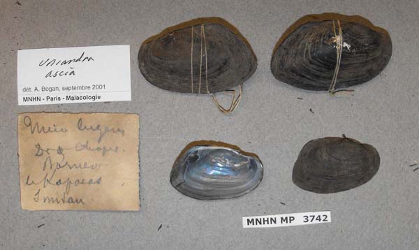 image of lot MNHN_MP_3742