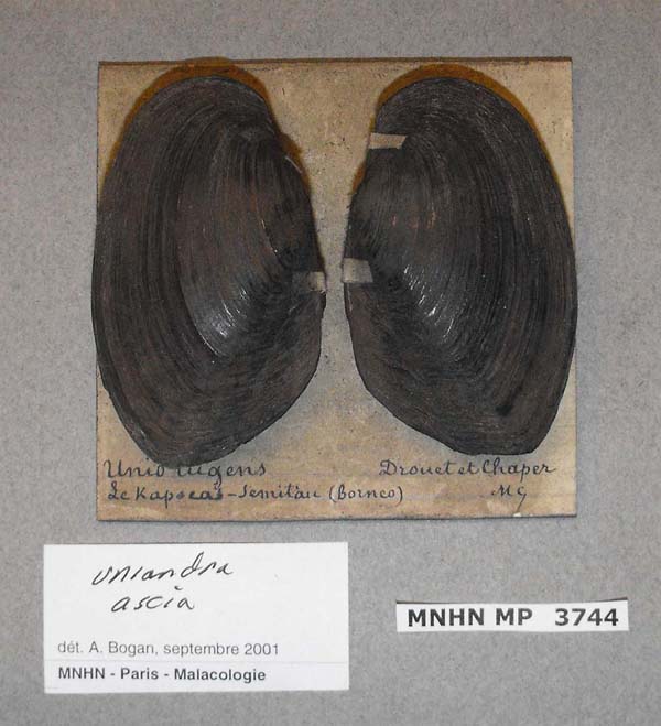 image of lot MNHN_MP_3744