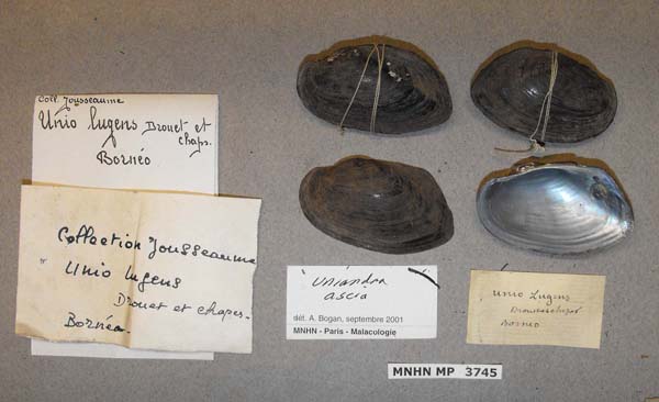 image of lot MNHN_MP_3745