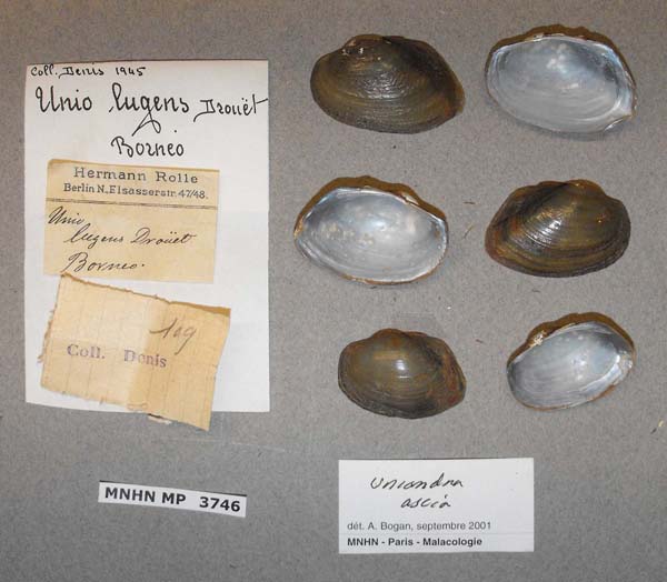 image of lot MNHN_MP_3746