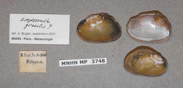 image of lot MNHN_MP_3748