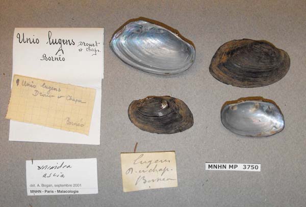 image of lot MNHN_MP_3750