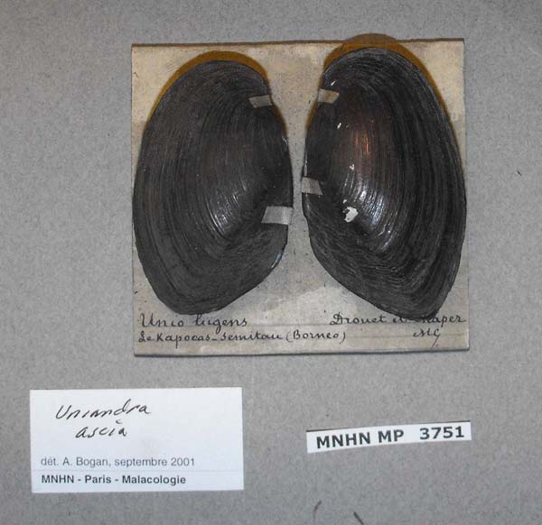 image of lot MNHN_MP_3751