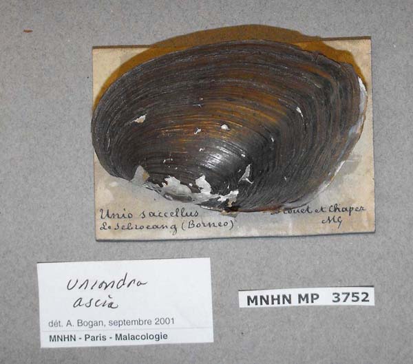 image of lot MNHN_MP_3752