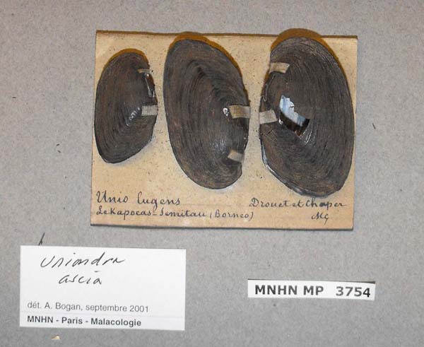 image of lot MNHN_MP_3754