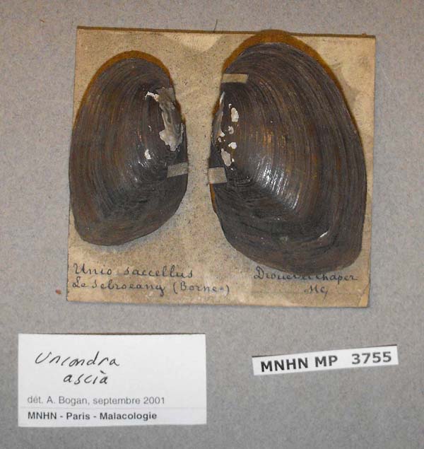 image of lot MNHN_MP_3755