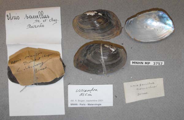 image of lot MNHN_MP_3757