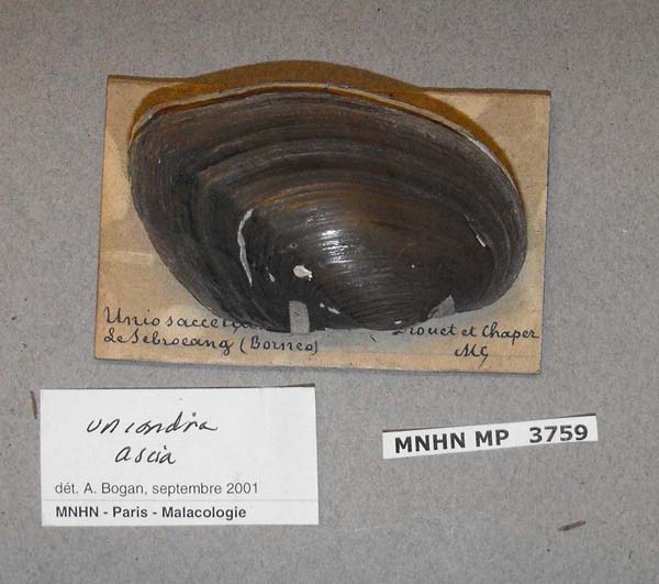 image of lot MNHN_MP_3759