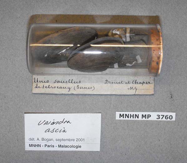 image of lot MNHN_MP_3760