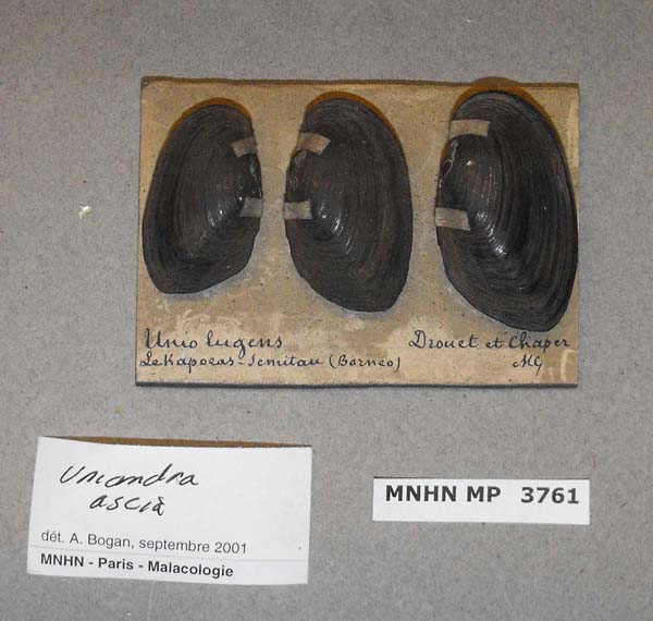 image of lot MNHN_MP_3761