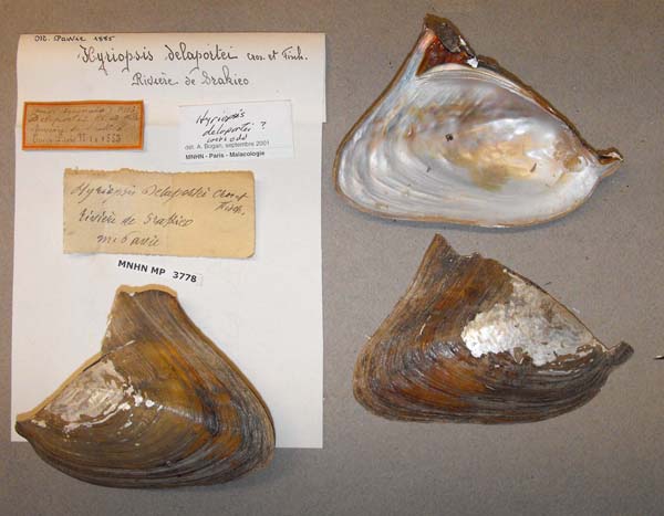 image of lot MNHN_MP_3778