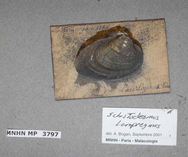 image of lot MNHN_MP_3797