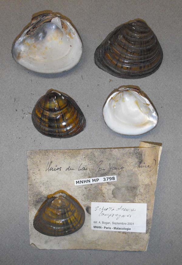 image of lot MNHN_MP_3798