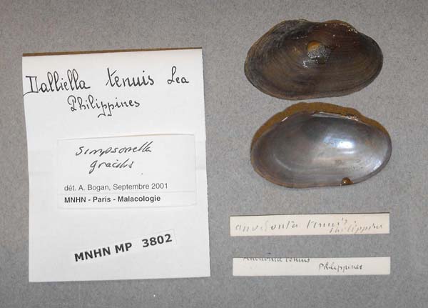 image of lot MNHN_MP_3802