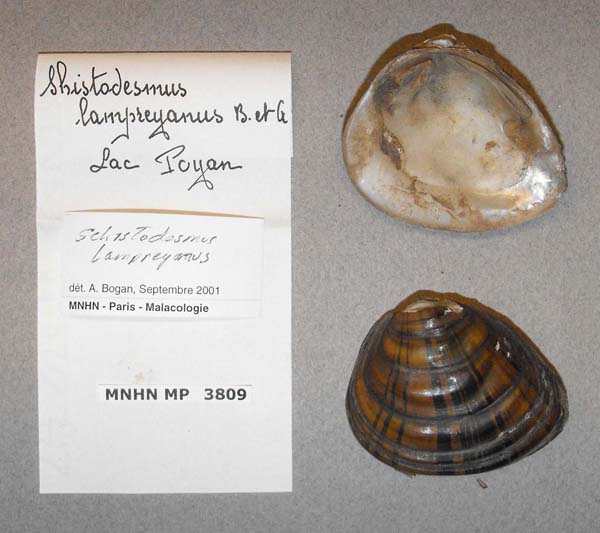 image of lot MNHN_MP_3809