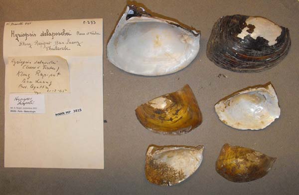 image of lot MNHN_MP_3815