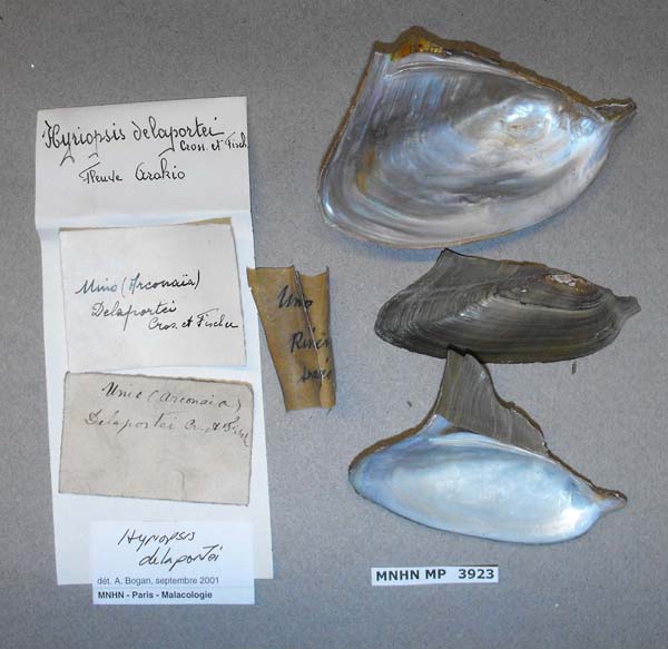 image of lot MNHN_MP_3923