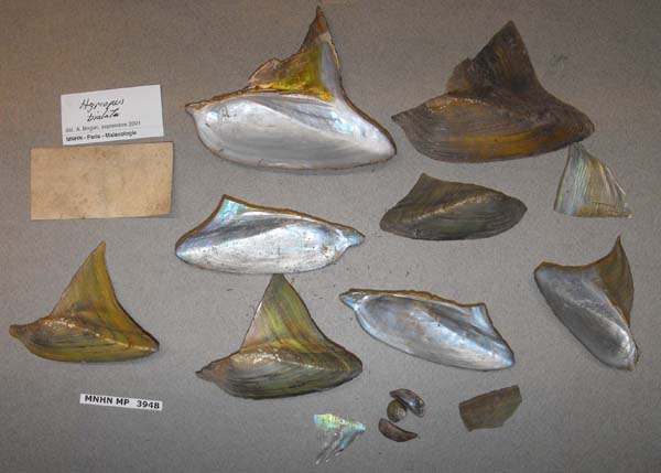 image of lot MNHN_MP_3948