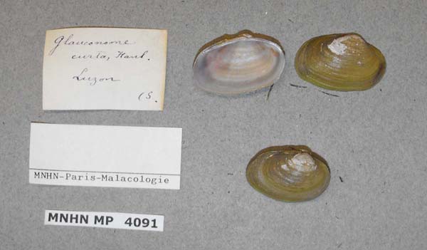 Decorative image of a representative of Glauconome curta