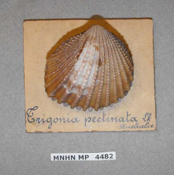 Decorative image of a representative of Neotrigonia margaritacea