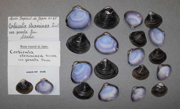 image of lot MNHN_MP_4548