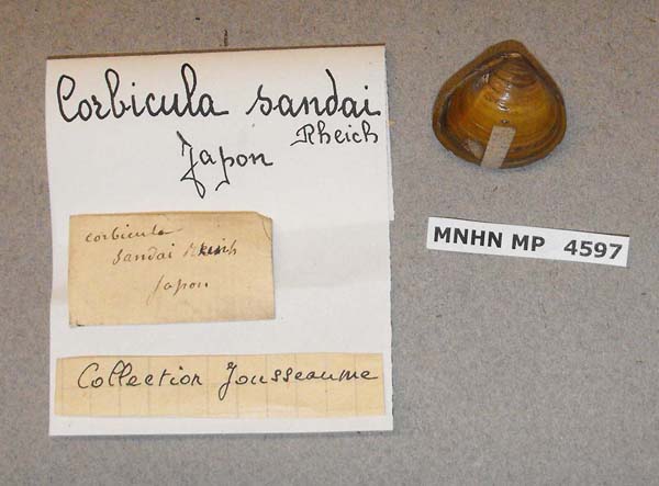 image of lot MNHN_MP_4597