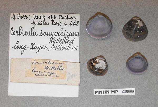 image of lot MNHN_MP_4599