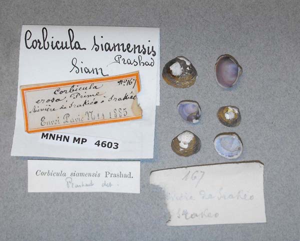 image of lot MNHN_MP_4603