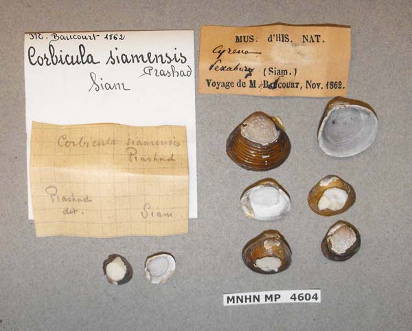 image of lot MNHN_MP_4604