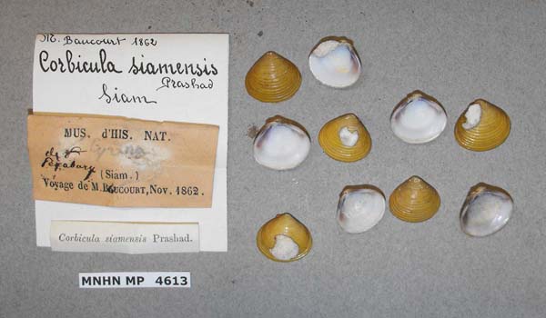 image of lot MNHN_MP_4613