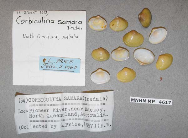 image of lot MNHN_MP_4617 image of lot MNHN_MP_4617