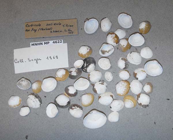 image of lot MNHN_MP_4622