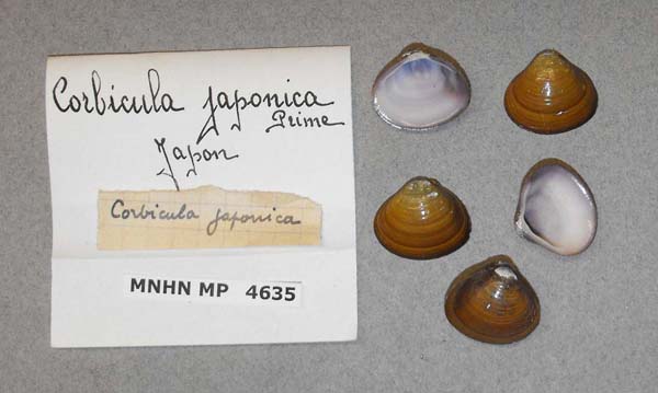 image of lot MNHN_MP_4635