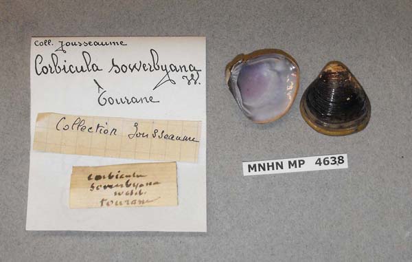 image of lot MNHN_MP_4638