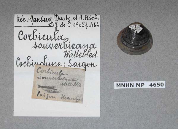 image of lot MNHN_MP_4650