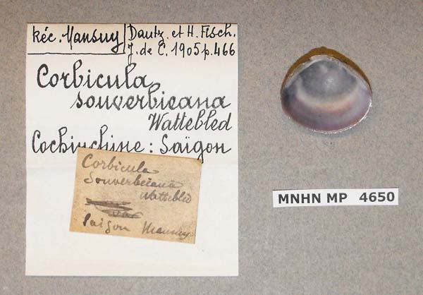 image of lot MNHN_MP_4650