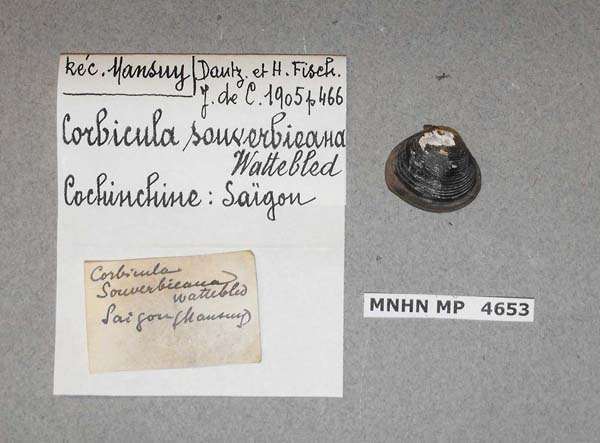 image of lot MNHN_MP_4653