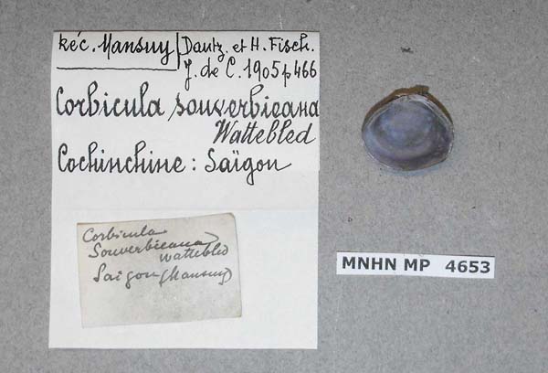 image of lot MNHN_MP_4653