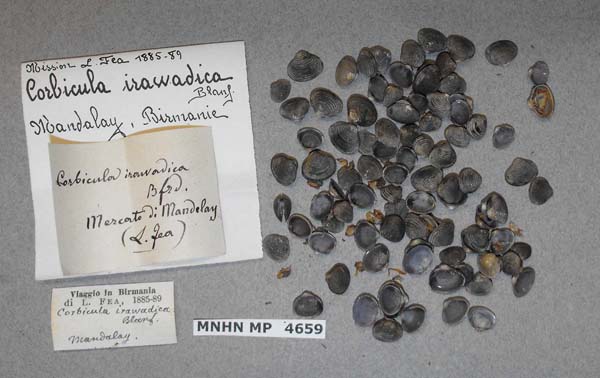 image of lot MNHN_MP_4659