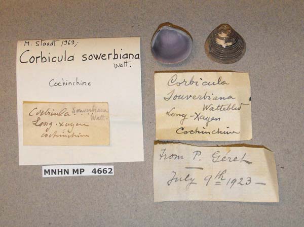 image of lot MNHN_MP_4662