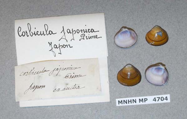 image of lot MNHN_MP_4704