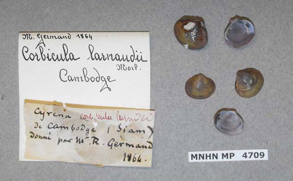 image of lot MNHN_MP_4709