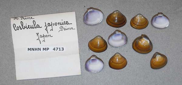 image of lot MNHN_MP_4713