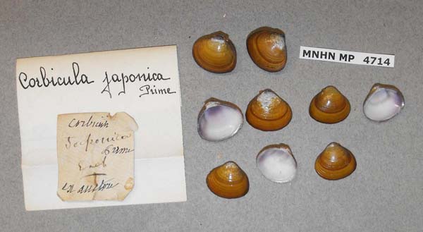 image of lot MNHN_MP_4714