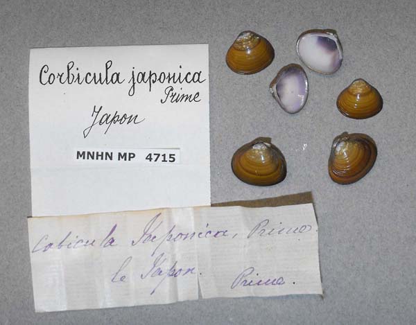 image of lot MNHN_MP_4715